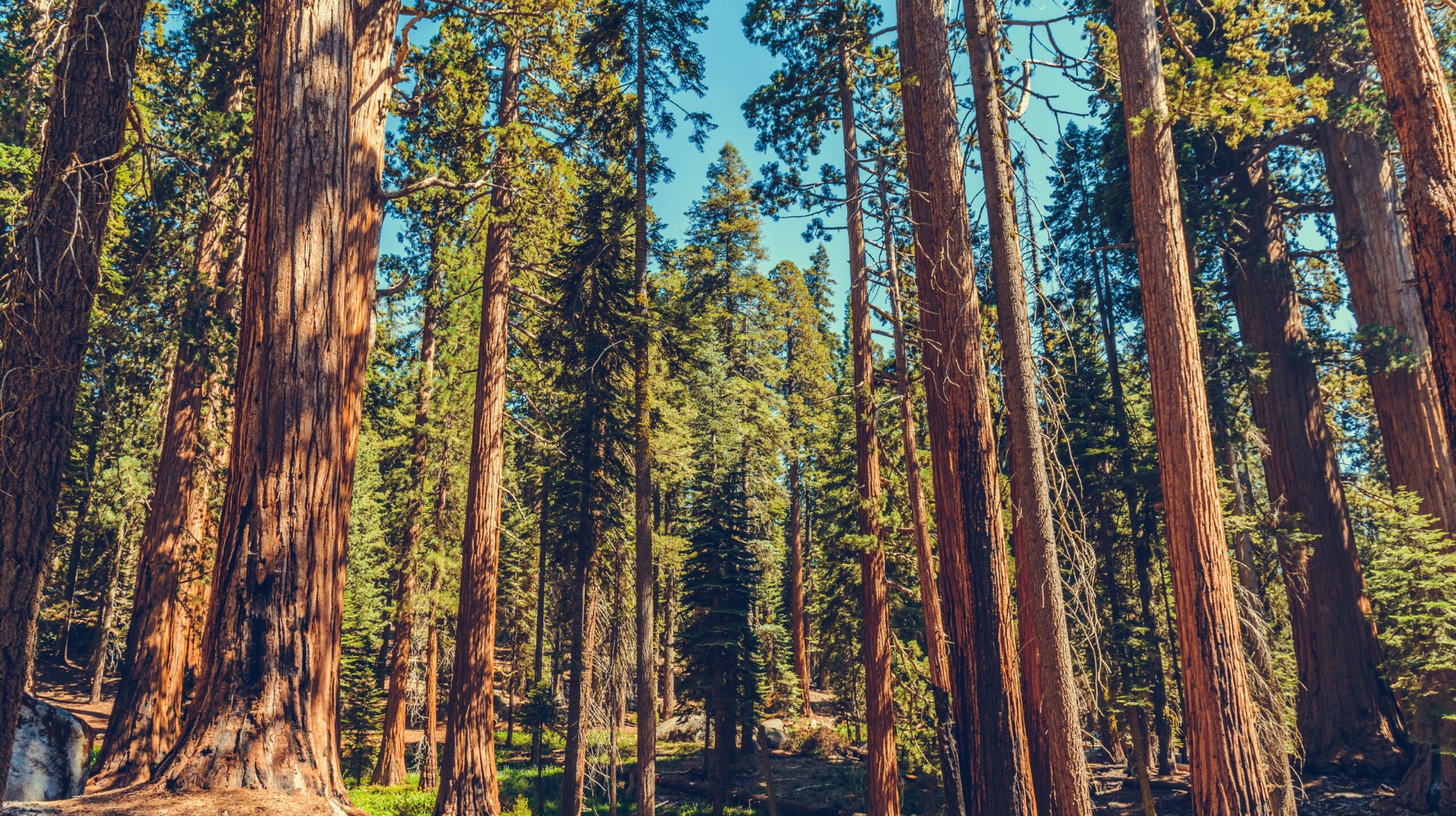 Sequoia National Park wheelchair accessible parks