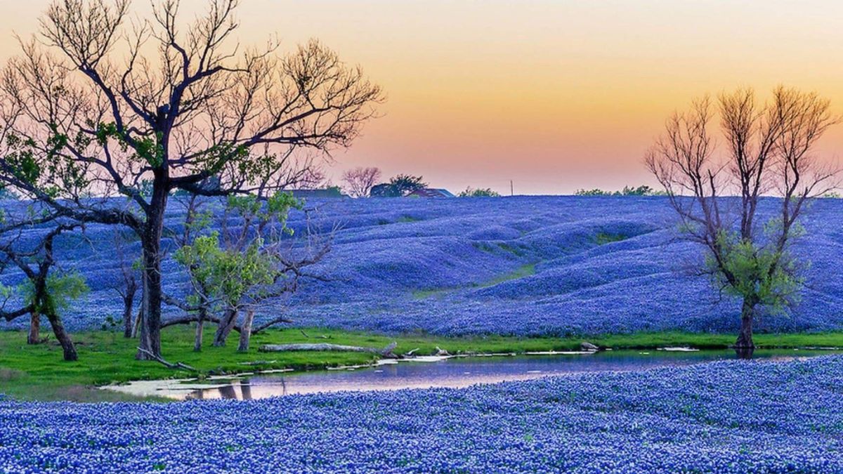 Top Destinations for Spring Flowers in the U.S.