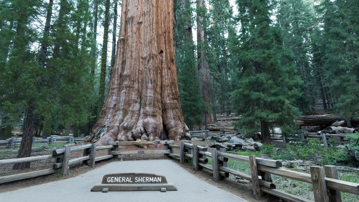 sequoia and king canyon national parks accessibility