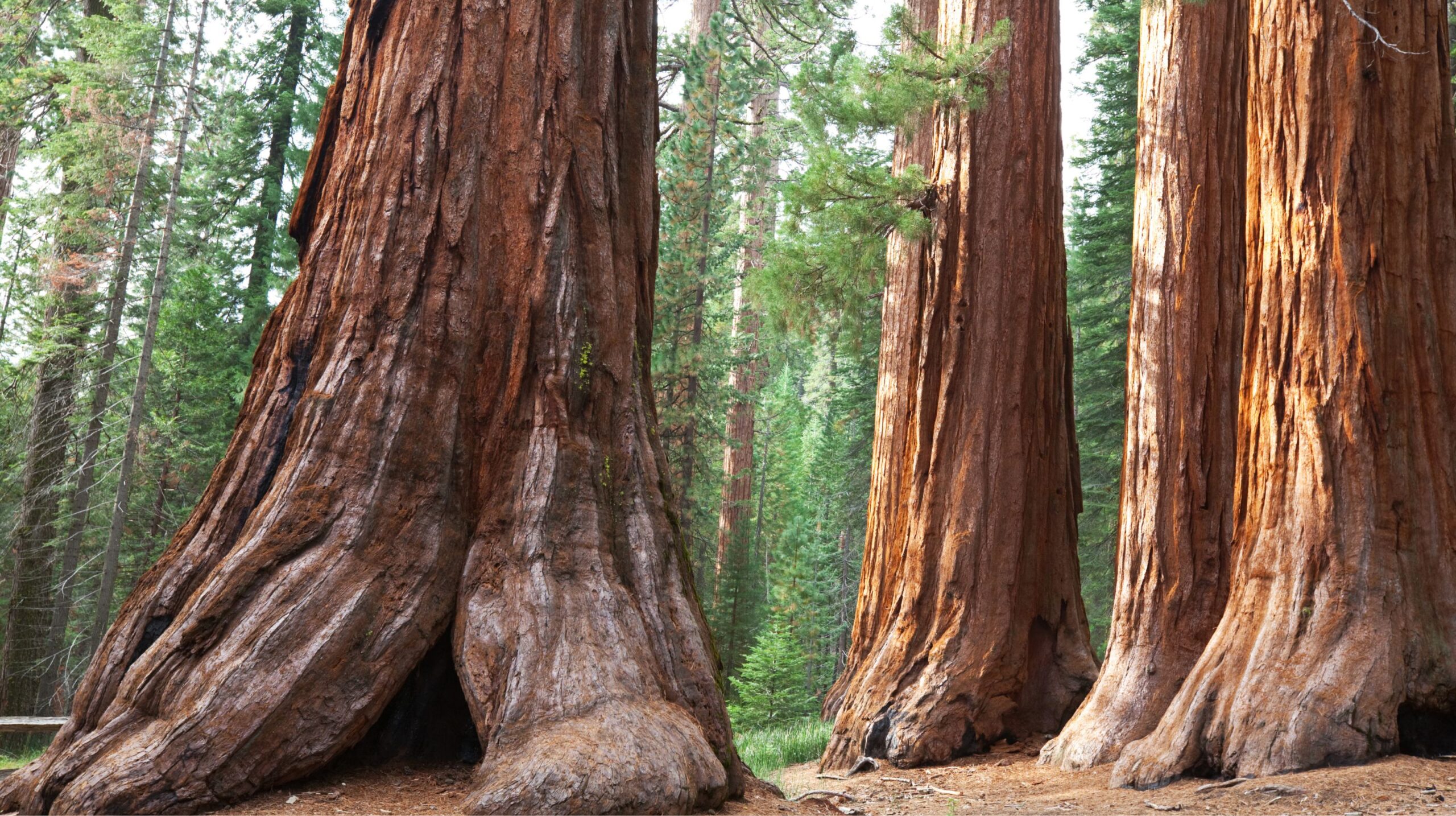 sequoia and king canyon national parks accessibility