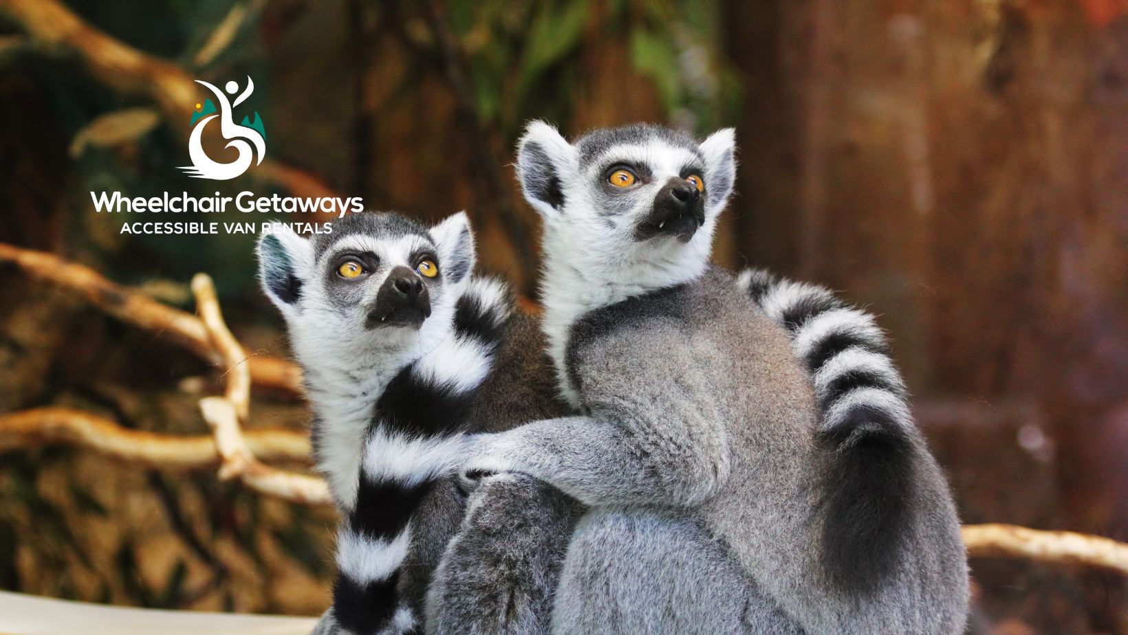 The Best Wheelchair-Friendly Zoos and Wildlife Parks in America