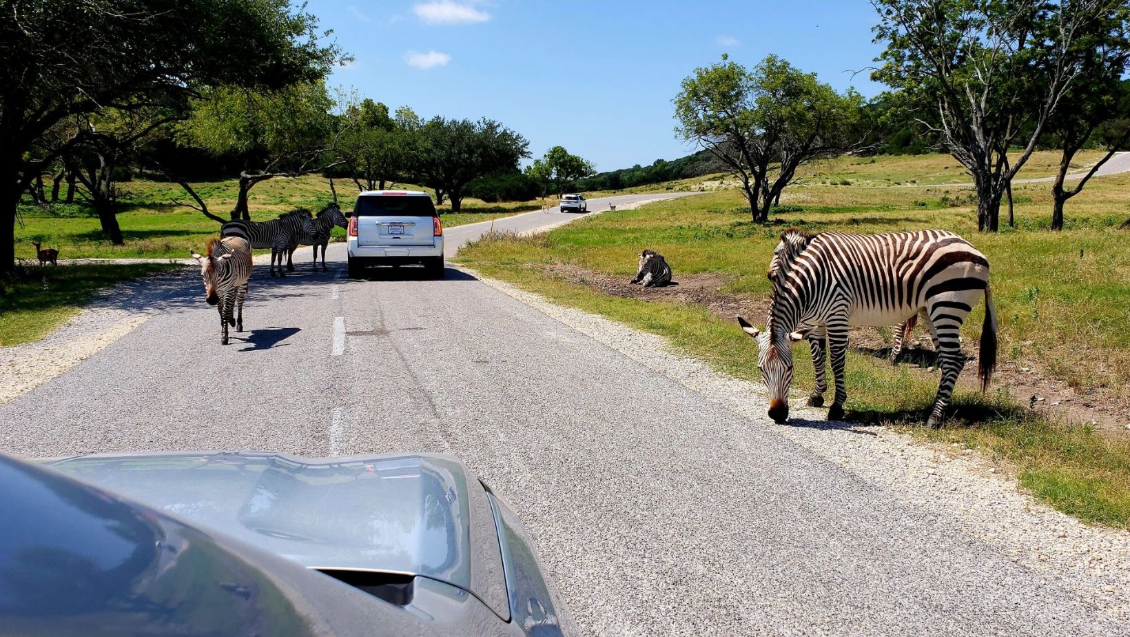 Fossil Rim Wildlife Center, Texas Drive-Thru Wildlife Refuges