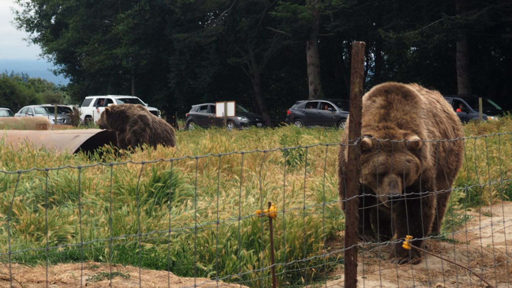 Olympic Game Farm, Washington Drive-Thru Wildlife Refuges
