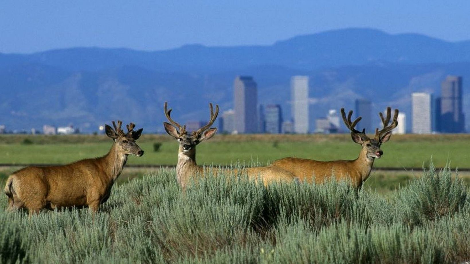 Rocky Mountain Arsenal National Wildlife Refuge, Denver Drive-Thru Wildlife Refuges
